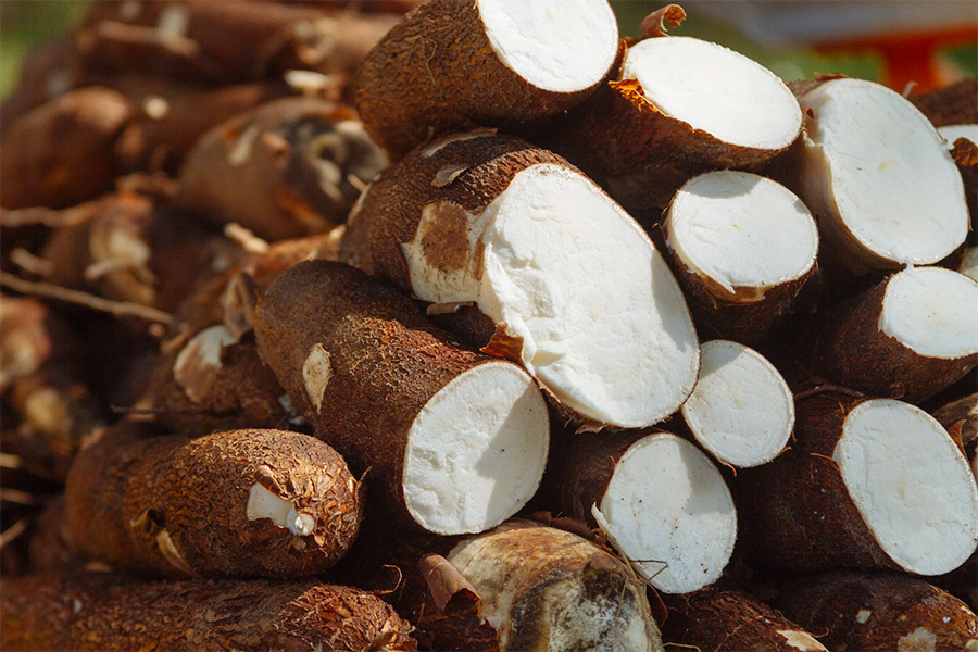 Cassava