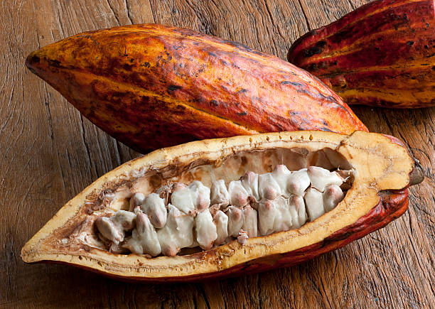 Cocoa Bean exporter in Nigeria