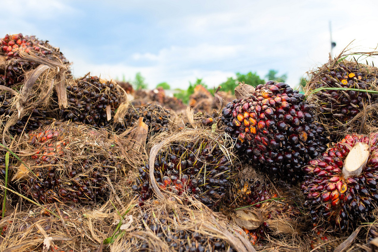 Palm Kernel exporter in Nigeria