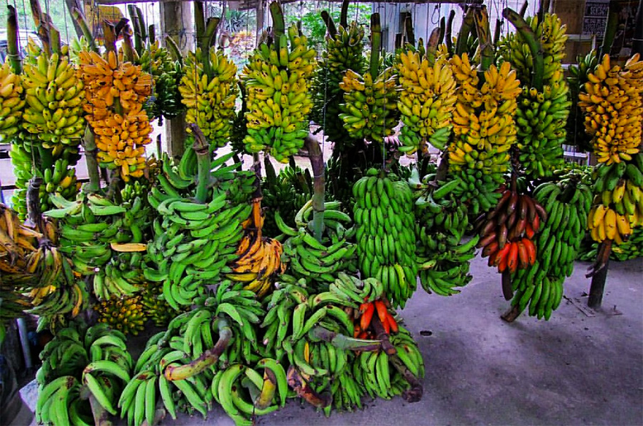 Plantain