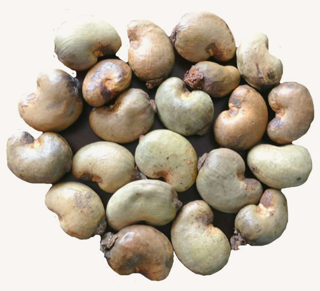 Raw Cashew Nuts exporter in Nigeria